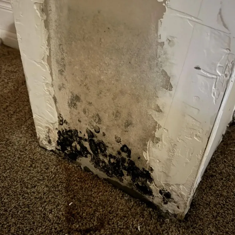Professional Mold Removal in Pembina County, ND